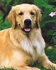 golden retriever